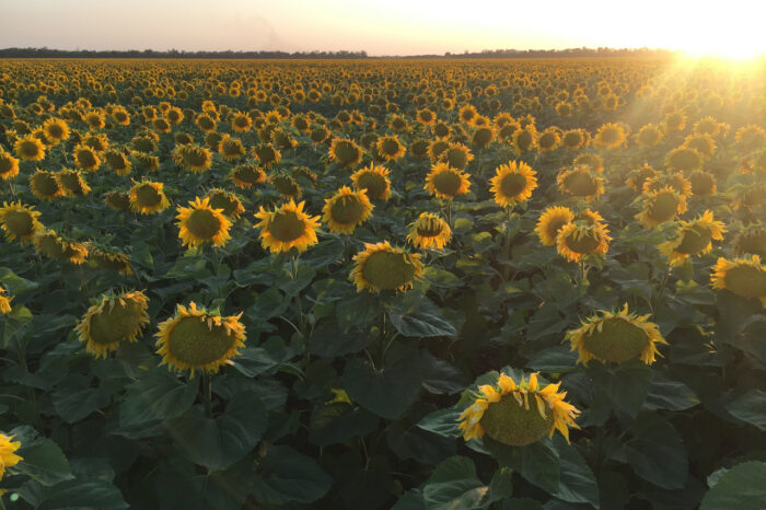 Україна може експортувати історичний максимум соняшнику