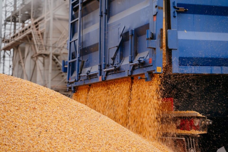 Південнокорейська MFG виключила з тендеру українську та російську кукурудзу