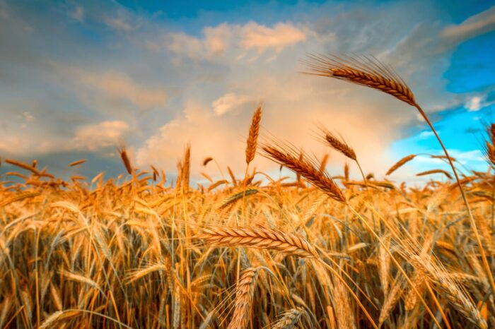 УЗА збільшила прогноз врожаю зернових та олійних
