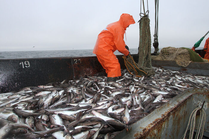 Через війну та блокаду портів в Україні виник дефіцит риби та морепродуктів