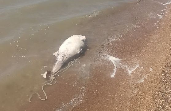 Біля берегів Маріуполя почався мор дельфінів