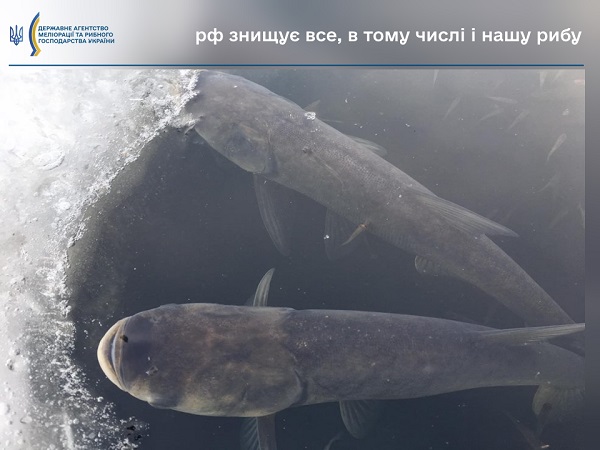 У Дніпрі масово гине риба через обстріли з боку росіян